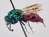  (Pentachrysis seminigra - PRC_00095)  @11 [ ] nrr (2022) Unspecified Paolo Rosa