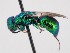  (Chrysellampus - PRC_00096)  @11 [ ] nrr (2022) Unspecified Paolo Rosa