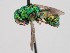  (Hedychridium clarum - PRC_00098)  @11 [ ] nrr (2022) Unspecified Paolo Rosa