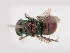  (Hedychridium infans - PRC_00113)  @11 [ ] nrr (2022) Unspecified Paolo Rosa