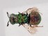  (Hedychridium gratiosum - PRC_00115)  @11 [ ] nrr (2022) Unspecified Paolo Rosa