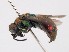  (Hedychridium subcoriaceum - PRC_00116)  @11 [ ] nrr (2022) Unspecified Paolo Rosa
