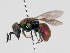  (Hedychridium reticulatum - PRC_00117)  @11 [ ] nrr (2022) Unspecified Paolo Rosa