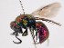  (Hedychridium marteni - PRC_00118)  @11 [ ] nrr (2022) Unspecified Paolo Rosa