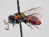  (Chrysura manfredi - PRC_00126)  @11 [ ] nrr (2022) Unspecified Paolo Rosa