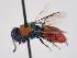  (Chrysura cirtana - PRC_00130)  @11 [ ] nrr (2022) Unspecified Paolo Rosa