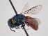  (Pseudochrysis aureicollis - PRC_00145)  @11 [ ] nrr (2022) Unspecified Paolo Rosa