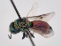  (Pseudochrysis gratiosa - PRC_00146)  @11 [ ] nrr (2022) Unspecified Paolo Rosa