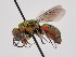  (Pseudochrysis chobauti - PRC_00147)  @11 [ ] nrr (2022) Unspecified Paolo Rosa