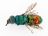  (Chrysis splendidula chlorospila - PRC_00171)  @11 [ ] nrr (2022) Unspecified Paolo Rosa