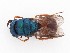  (Hedychridium semiluteum - PRC_00173)  @11 [ ] nrr (2022) Unspecified Paolo Rosa