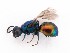  (Philoctetes bogdanovii - PRC_00175)  @11 [ ] nrr (2022) Unspecified Paolo Rosa
