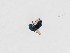  (Chrysidea pumila - PRC_00224)  @11 [ ] nrr (2022) Unspecified Paolo Rosa