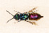 (Chrysura isabella - PRC_00357)  @11 [ ] CreativeCommons  Attribution Non-Commercial Share-Alike (2024) Paolo Rosa University of Mons