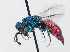  (Pseudochrysis neglectoides - PRC_00691)  @11 [ ] CreativeCommons  Attribution Non-Commercial Share-Alike (2024) Paolo Rosa University of Mons