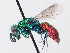  (Chrysura baccha - PRC_00701)  @11 [ ] CreativeCommons  Attribution Non-Commercial Share-Alike (2024) Paolo Rosa University of Mons