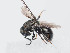  (Hedychridium parkanense - PRC_00703)  @11 [ ] CreativeCommons  Attribution Non-Commercial Share-Alike (2024) Paolo Rosa University of Mons