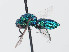  (Chrysidea rebecca - PRC_00710)  @11 [ ] CreativeCommons  Attribution Non-Commercial Share-Alike (2024) Paolo Rosa University of Mons
