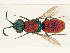  (Chrysura socia - PRC_01090)  @11 [ ] CreativeCommons  Attribution Non-Commercial Share-Alike (2024) Paolo Rosa University of Mons