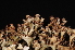  ( - LPRC5771)  @11 [ ] CreativeCommons - Attribution Share-Alike (2023) Remy Poncet Office Francais de la Biodiversite