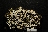  (Cladonia firma - LPRC5732)  @11 [ ] Copyright (2020) Rémy Poncet Muséum national d'Histoire naturelle, Paris