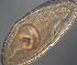  ( - palaeo_9)  @11 [ ] Unspecified (default): All Rights Reserved (2024) George von Dassow Oregon Institute of Marine Biology