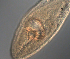  ( - palaeo_9)  @11 [ ] Unspecified (default): All Rights Reserved (2024) George von Dassow Oregon Institute of Marine Biology