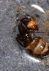  (Camponotus ADH1640 - EB109_P006)  @11 [ ] CreativeCommons - Attribution Non-Commercial Share-Alike (2019) Christoph Merkel Technical University of Darmstadt