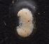  (Pheidole sicaria - EH154_P002)  @11 [ ] CreativeCommons - Attribution Non-Commercial Share-Alike (2019) Christoph Merkel Technical University of Darmstadt