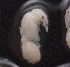  (Pheidole AEU9295 - EH174_P012)  @11 [ ] CreativeCommons - Attribution Non-Commercial Share-Alike (2019) Christoph Merkel Technical University of Darmstadt