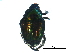  ( - BIOUG17323-H07)  @13 [ ] CreativeCommons - Attribution (2016) CBG Photography Group Centre for Biodiversity Genomics