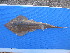  ( - ICOS01431)  @11 [ ] CreativeCommons - Attribution Share-Alike (2025) Philippe Bearez Museum National d'Histoire Naturelle de Paris