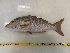  ( - ICOS02105)  @11 [ ] Copyright (2025) Philippe Bearez Museum National d'Histoire Naturelle de Paris