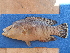  ( - ICOS02133)  @11 [ ] Copyright (2025) Philippe Bearez Museum National d'Histoire Naturelle de Paris