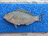  ( - ICOS02137)  @11 [ ] Copyright (2025) Philippe Bearez Museum National d'Histoire Naturelle de Paris