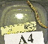  (Rhinocricidae - AACH08357-A04)  @13 [ ] Copyright (2013) J. A. Santiago-Blay NMNH