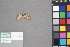  (Bleptina nr. caradrinalis - A022b)  @11 [ ] nrr (2021) Catherine Hulshof VSU