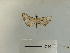 (Mastigophorus demissalis - K060c)  @11 [ ] nrr (2023) Aura M. Alonso-Rodriguez University of Vermont