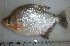  (Serrasalmus altispinis - CTGA_11864)  @11 [ ] CreativeCommons  Attribution Share-Alike (by-sa) (2017) Valeria Machado Universidade Federal do Amazonas
