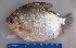 ( - CTGA_14869)  @11 [ ] CreativeCommons  Attribution Share-Alike (by-sa) (2017) Valeria Machado Universidade Federal do Amazonas