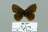  (Aphantopus bieti - Boz10.037)  @13 [ ] Copyright (2010) Unspecified Unspecified