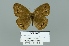  (Aphantopus maculosa - Boz10.053)  @14 [ ] Copyright (2010) Unspecified Unspecified