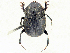  (Canthonidia rubromaculata - CANRUB 1)  @11 [ ] CreativeCommons - Attribution Non-Commercial Share-Alike (2022) Alejandro Lopera toro Unspecified