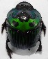 (Oxysternon lautum - EBLA_BC502)  @11 [ ] Unspecified (default): All Rights Reserved  Unspecified Unspecified