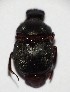  (Canthon sericatus - EBLA_BC592)  @11 [ ] Unspecified (default): All Rights Reserved  Unspecified Unspecified