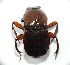  ( - EBLA_BC609)  @11 [ ] Unspecified (default): All Rights Reserved  Unspecified Unspecified