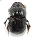  (Copris amazonicus - EBLA_BC670)  @11 [ ] Unspecified (default): All Rights Reserved  Unspecified Unspecified