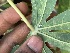  ( - KAUPS)  @11 [ ] COPY RIGHT (2025) JASTI SRI VISHNU MURTHY KERALA AGRICULTURAL UNIVERSITY
