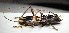  ( - BC-PNEF-PSFOR0746)  @13 [ ] Copyright (2017) Rodolphe Rougerie Museum National d'Histoire Naturelle
