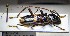  ( - BC-PNEF-PSFOR0748)  @14 [ ] Copyright (2017) Rodolphe Rougerie Museum National d'Histoire Naturelle